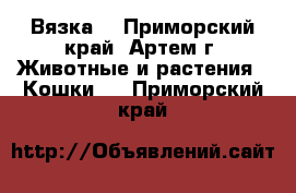 Вязка  - Приморский край, Артем г. Животные и растения » Кошки   . Приморский край